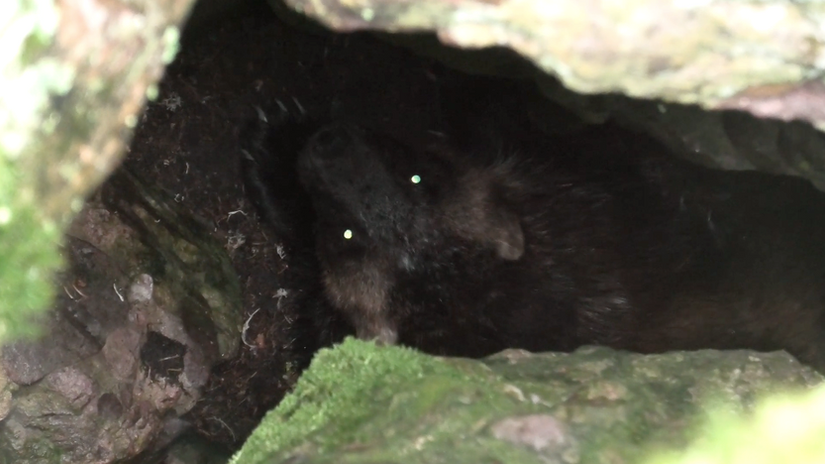 Jerv jakt med Thomas Vangli